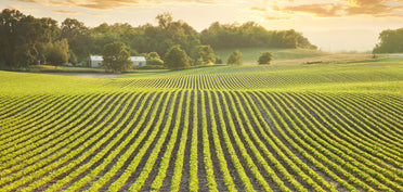 AGRICULTURE